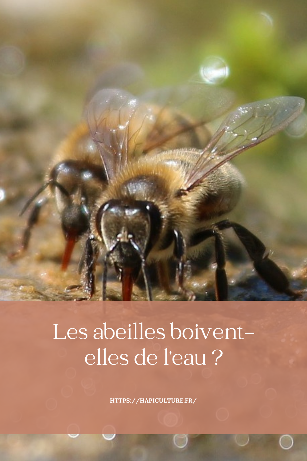 Les abeilles boiventelles de l’eau ? Les abeilles et l apiculture — free download